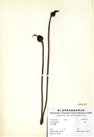 藏品(野菰)的圖片